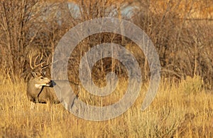 Mule Deer Buck in the Rut in Colorado in Autumn