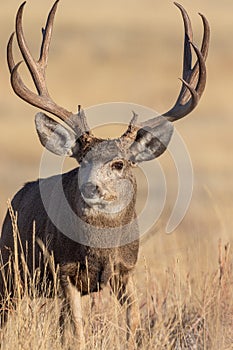 Mule Deer Buck in Rut in Fall