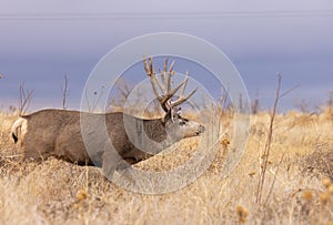 Mule Deer Buck in the Rut in Fall