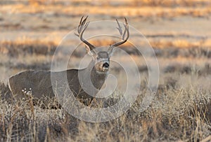 Mule Deer Buck in the Rut in Fall