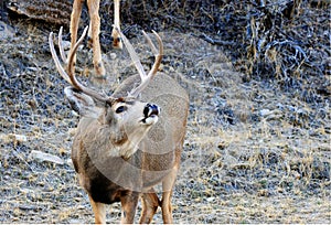 Mule deer buck in rut photo