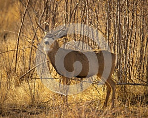 Mule Deer Buck is seen in woodlot during fall hunting season
