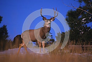 Mule Deer Buck on Skyline