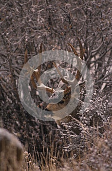 Mule Deer Buck in Snow