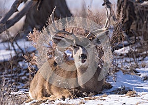 Mule Deer Buck in Snow. Colorado Wildlife. Wild Deer on the High Plains of Colorado