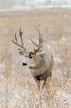 Mule Deer Buck Snow Covered Field