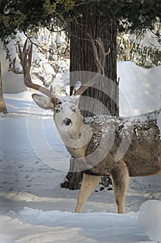 Mule Deer Buck Snow on His Fur, in Front of a Tree