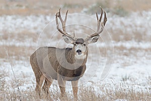 Mule Deer Buck in Snow