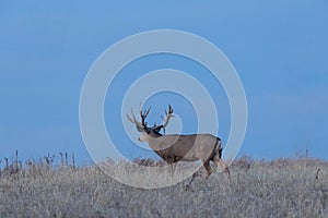 Mule Deer Buck at Sunset in Colorado