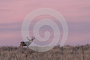 Mule Deer Buck at Sunset in Fall