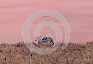 Mule Deer Buck at Sunset in the Rut