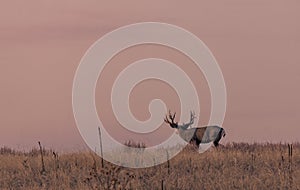 Mule Deer Buck at Sunset in the Rut