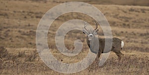 Mule deer buck with a swollen neck during the rut