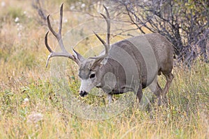 Mule deer buck on trail of hot doe
