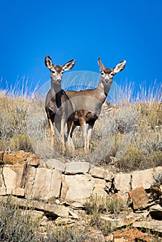Mule Deer