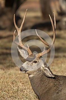 Mule Deer Buck in Utah in Autumn