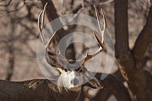 Mule Deer Buck in Utah in Fall