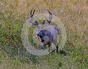 Mule Deer Buck in Velvet