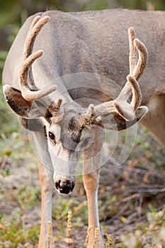 Mule deer buck with velvet antler grazing