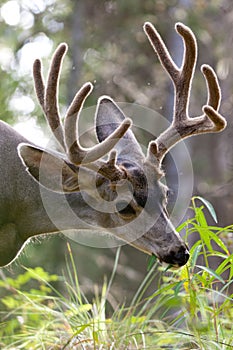 Mule deer buck with velvet antler grazing