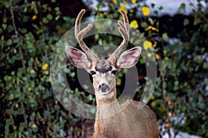 Mule deer buck