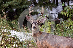 Mule Deer buck with velvet antlers in Telluride, Colorado