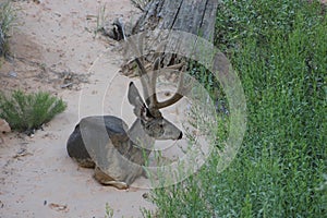 A Mule Deer Buck