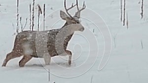 Mule Deer Buck Wandering Through Deep Snow