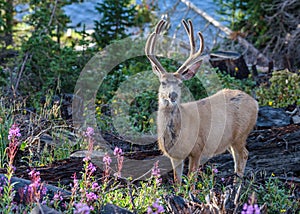 Mule Deer Buck In the Wildflowers of Northern Colorado