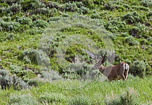 Mule deer buck wildlife in velvet antler meadow