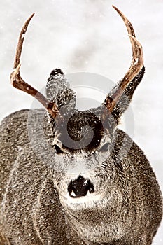 Mule Deer buck in winter