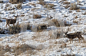 Mule Deer Buck in Winter