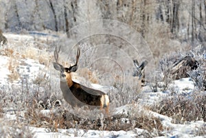 Mule Deer buck in the Winter