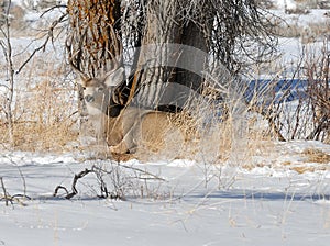 Mule Deer buck in the Winter