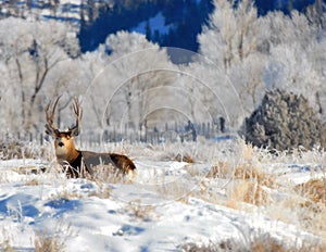 Mule Deer buck in the Winter