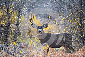 Mule deer buck in the woods photo
