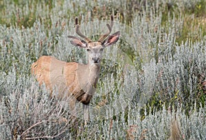 Mule Deer Buck