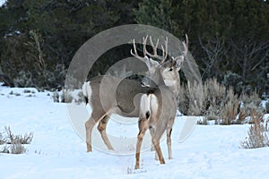 Mule Deer Bucks