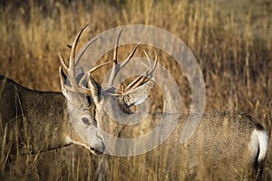 Mule deer bucks