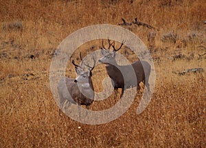 Mule Deer Bucks on Alert