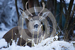 Mule Deer Bucks with Blind Eye