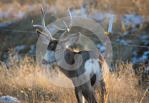 Mule Deer Bucks with Eyes Closed