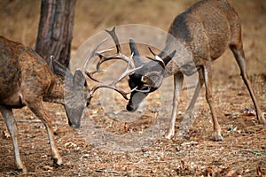 Mule deer bucks sparring with antlers locked (Odocoileus hemionus), California, Yosemite National Park, Taken 09/2013