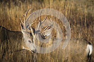 Mule deer bucks photo