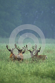 Mule Deer Bucks in Velvet