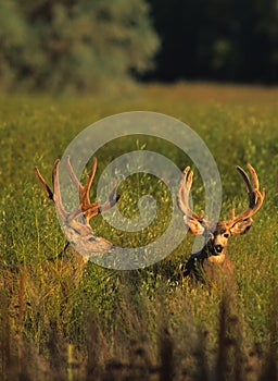 Mule Deer Bucks in Velvet