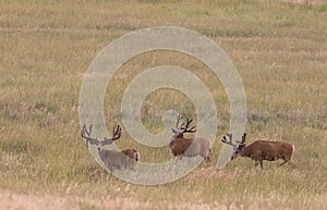 Mule Deer Bucks in Velvet