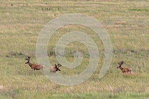 Mule Deer Bucks in Velvet