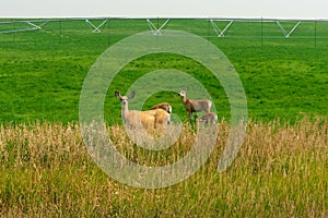 Mule Deer in Buffalo, Wyoming photo