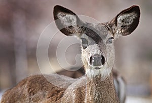 Mule Deer Close up taken in Genoa, Nevada